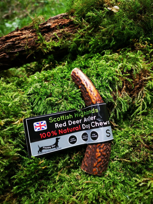 Scottish Red Deer Antler Dog Chew - Long Lasting - Full of Minerals 100% Natural