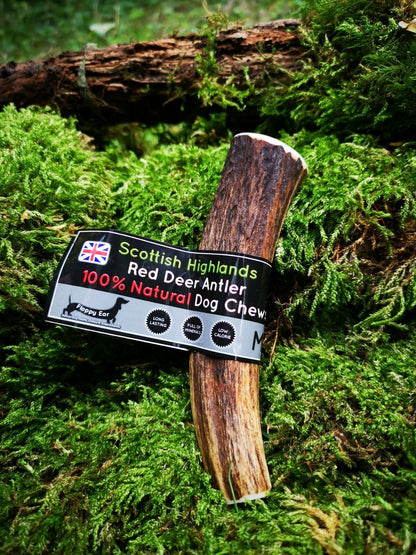 Scottish Red Deer Antler Dog Chew - Long Lasting - Full of Minerals 100% Natural