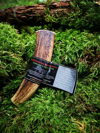 Scottish Red Deer Antler Dog Chew - Long Lasting - Full of Minerals 100% Natural