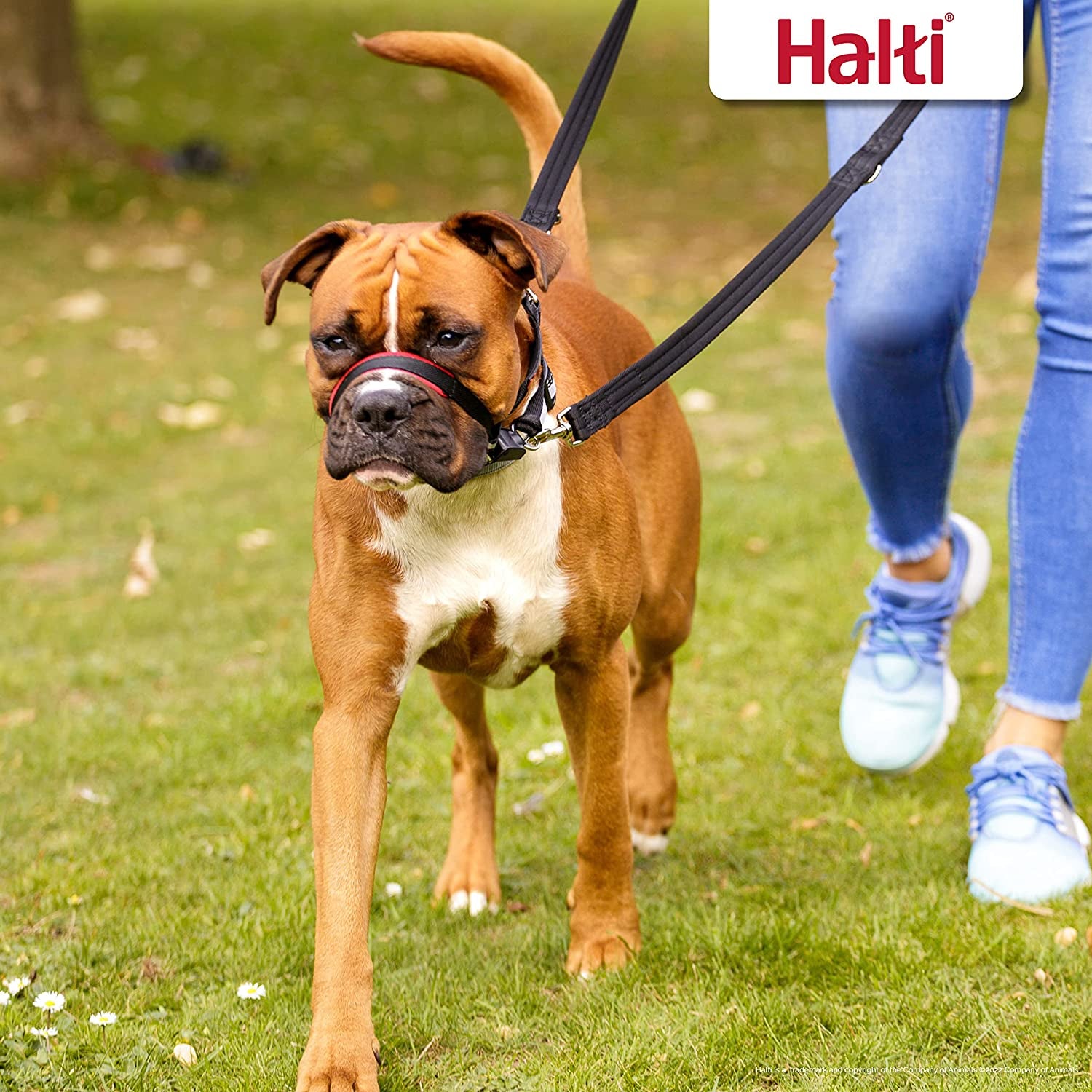 HALTI Optifit Headcollar Size Medium, Dog Head Harness to Stop Pulling on the Lead, Easy to Use, Adjustable & Reflective Head Collar for Dogs, Professional Anti-Pull Training Aid, Black