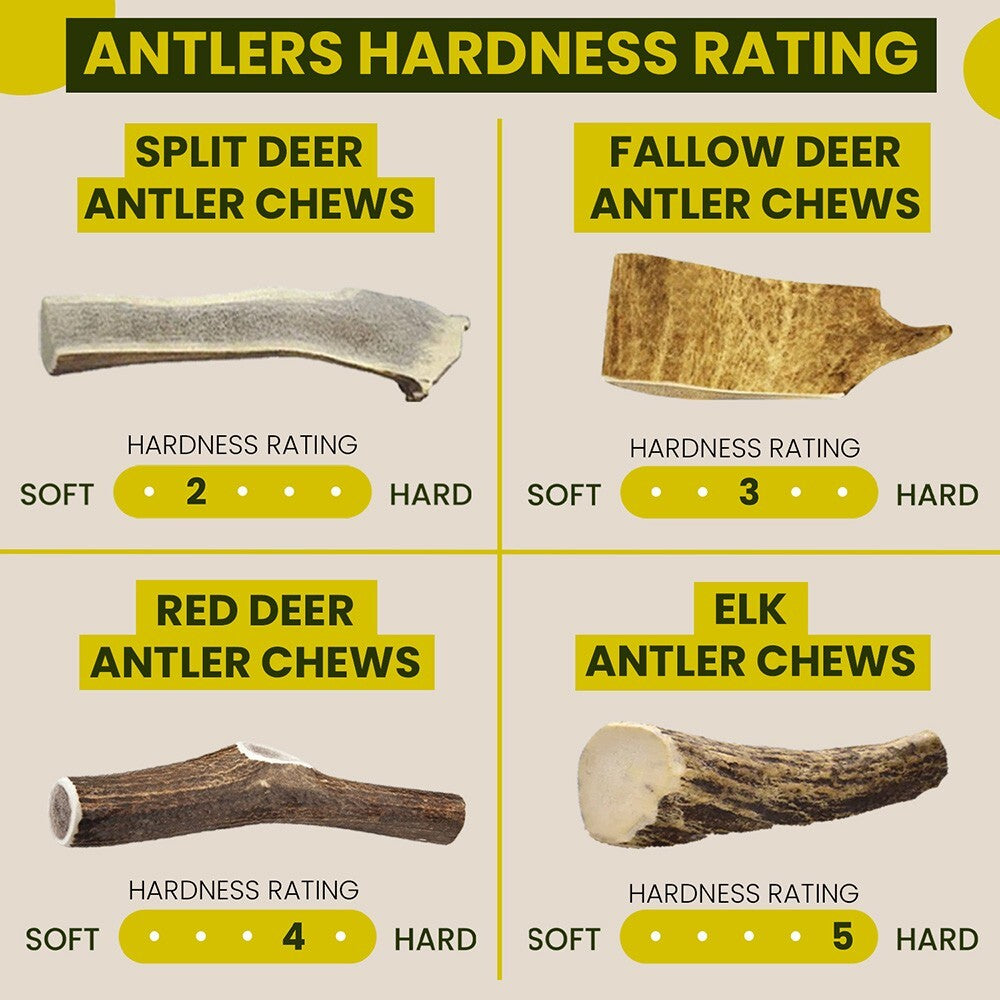 Scottish Red Deer Antler Dog Chew - Long Lasting - Full of Minerals 100% Natural